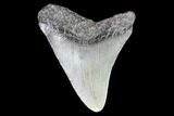 Juvenile Megalodon Tooth - Georgia #83679-1